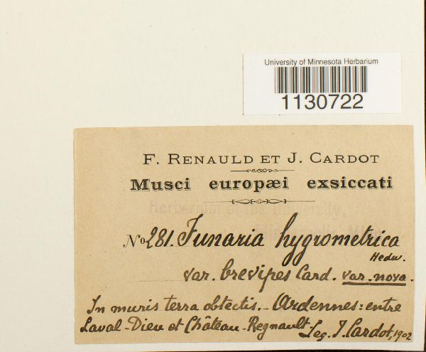 Funaria hygrometrica var. brevipes image