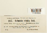 Grimmia crinita image