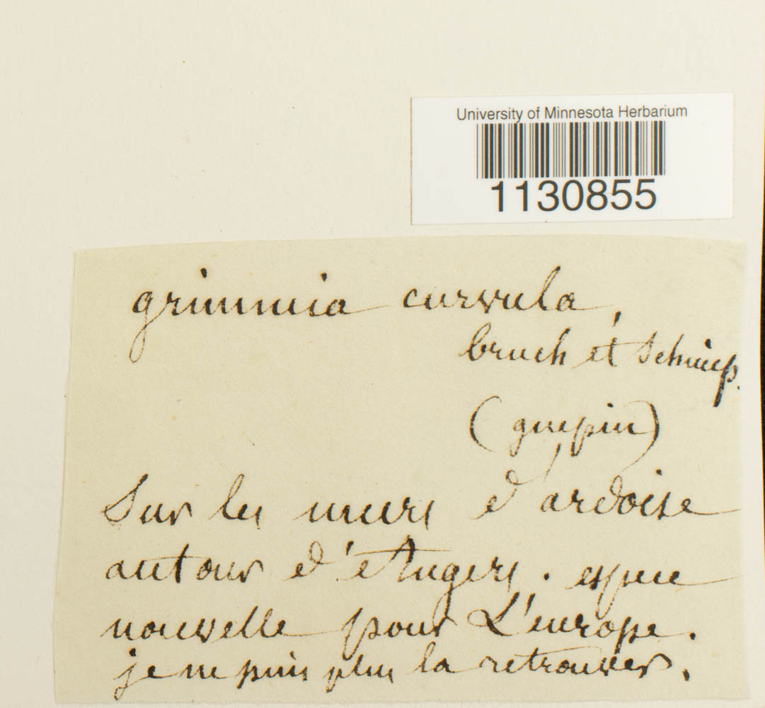 Grimmia arenaria image