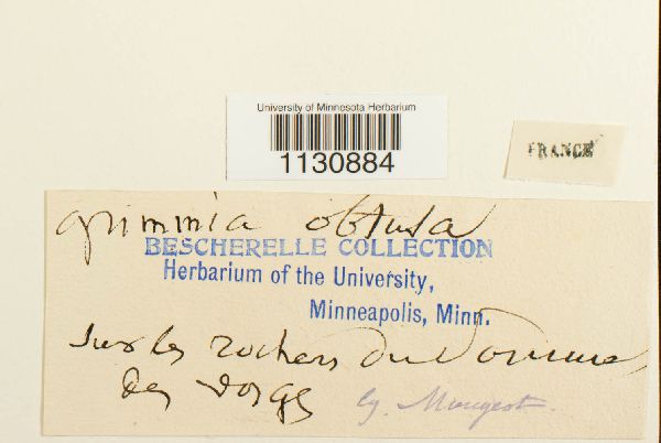 Grimmia donniana var. obtusa image