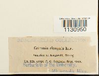 Grimmia elongata image