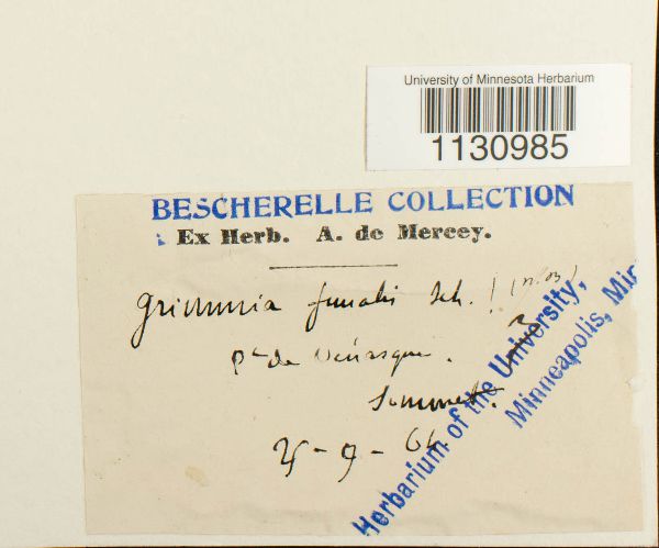 Grimmia funalis image