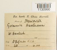 Grimmia hartmanii image