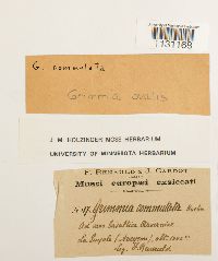 Grimmia ovalis image