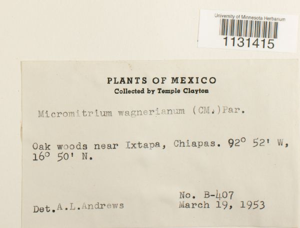 Groutiella wagneriana image