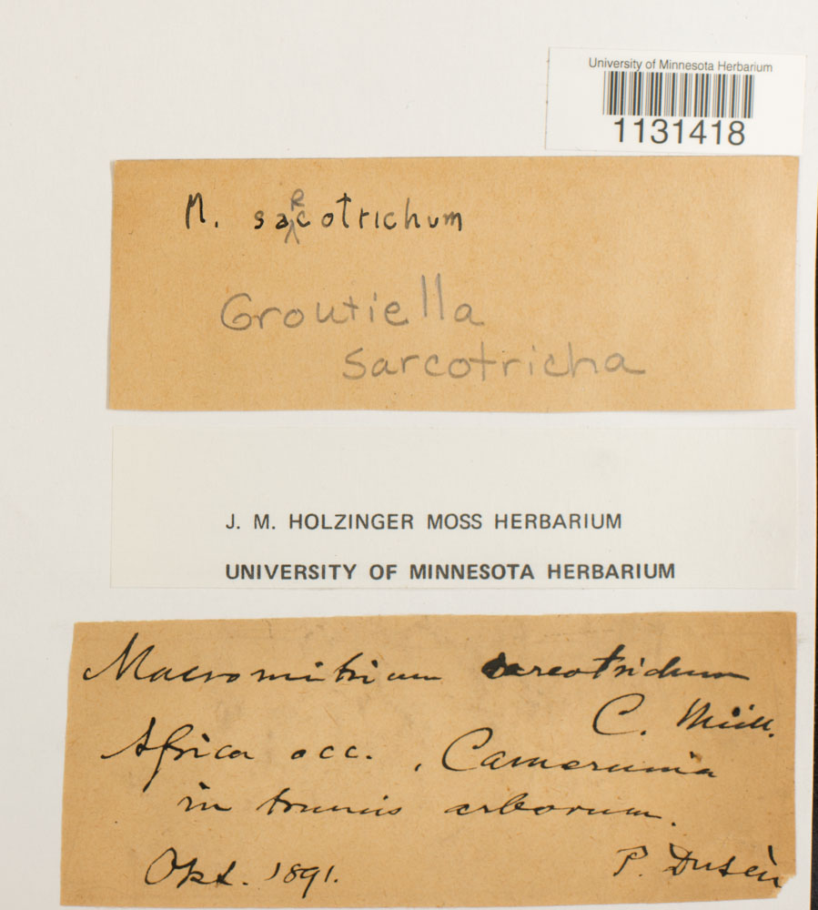 Groutiella sarcotricha image