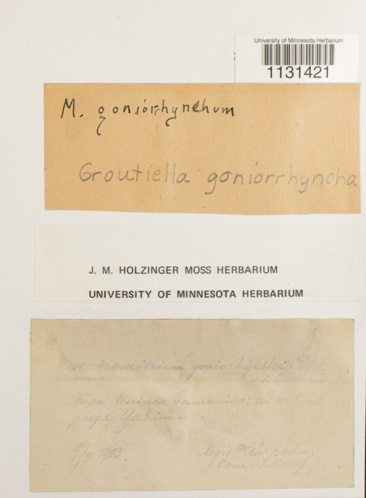 Groutiella goniorrhyncha image