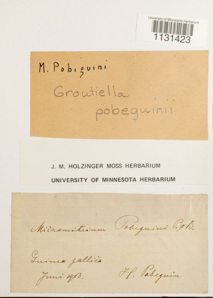 Groutiella pobeguinii image