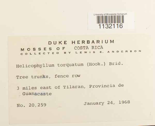 Helicophyllum torquatum image