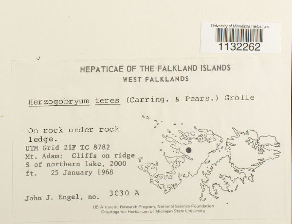 Herzogobryum teres image