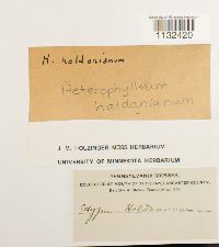 Callicladium haldaneanum image