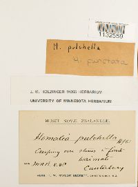Pendulothecium punctatum image
