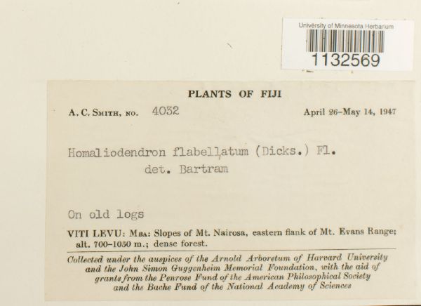 Homaliodendron flabellatum image