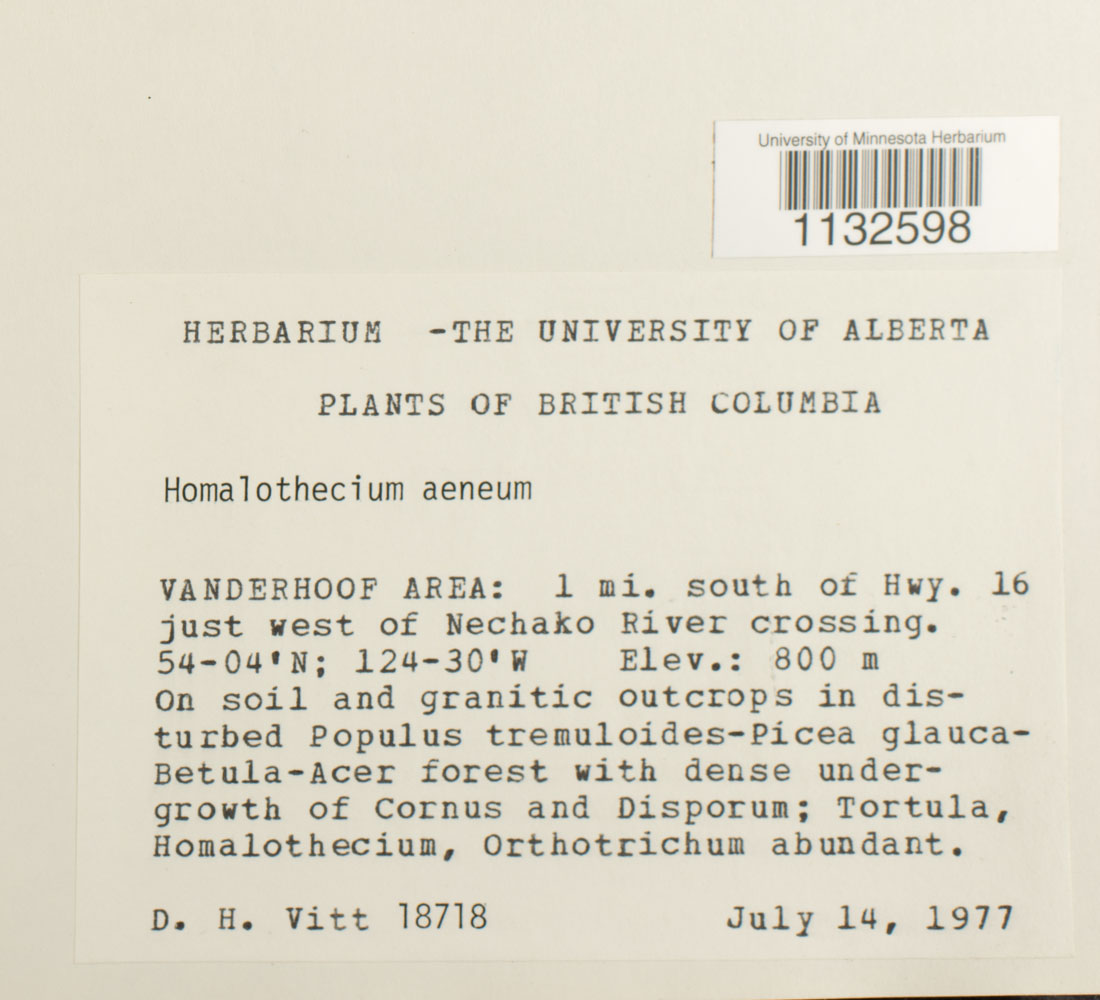 Homalothecium aeneum image