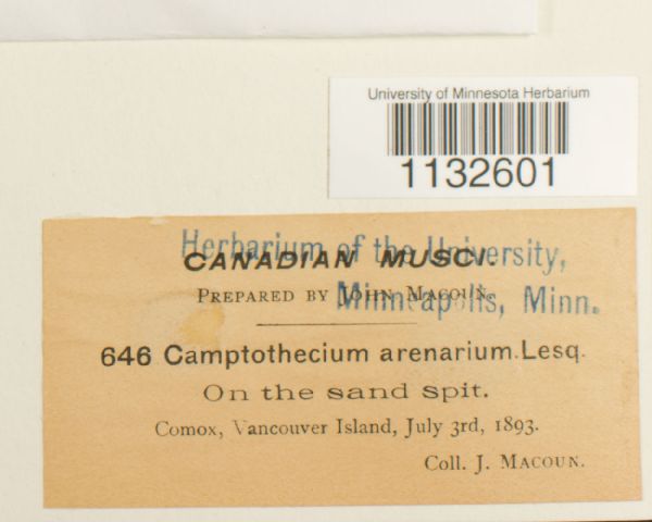 Homalothecium arenarium image