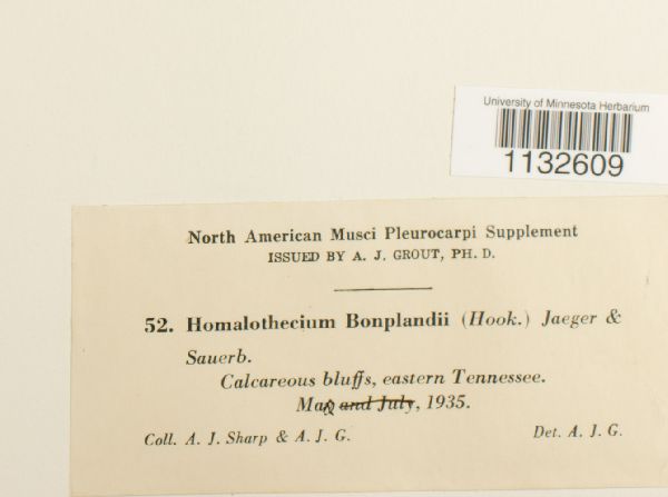 Palamocladium leskeoides image