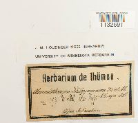 Homalothecium philippeanum image