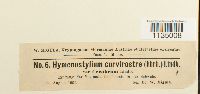 Hymenostylium recurvirostre image