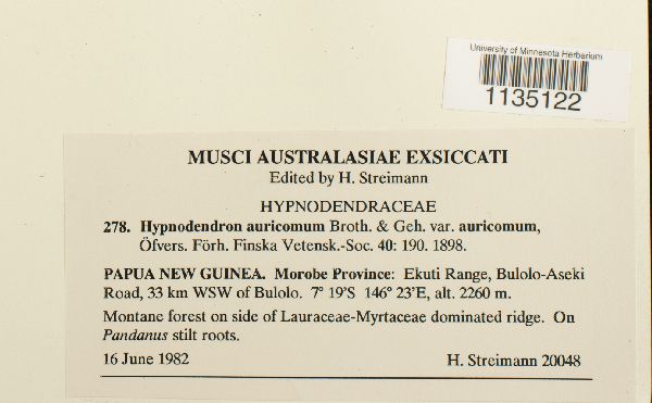 Hypnodendron auricomum image