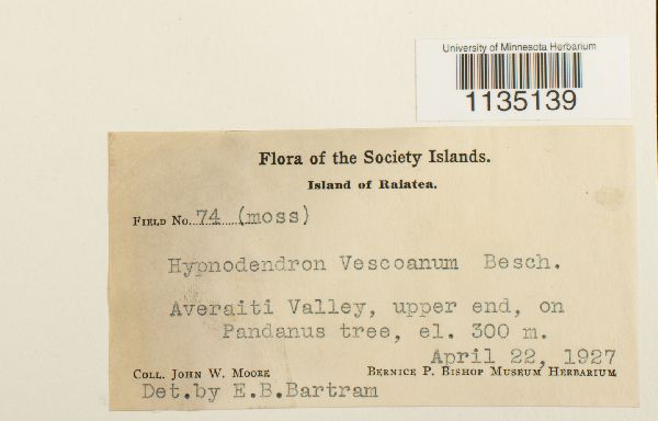 Hypnodendron vescoanum image