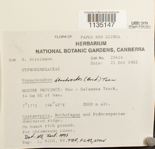 Hypnodendron dendroides image