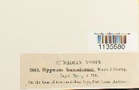 Hypnum hamulosum image