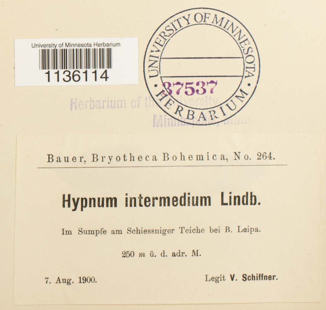 Cyrto-hypnum arzobispoae image