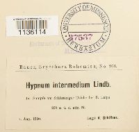 Cyrto-hypnum arzobispoae image