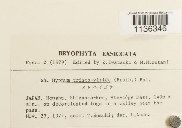 Hypnum tristoviride image