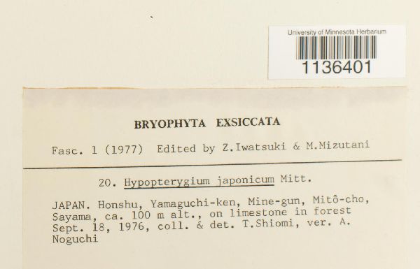 Hypopterygium flavolimbatum image
