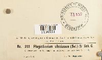 Isopterygium silesiaceum image
