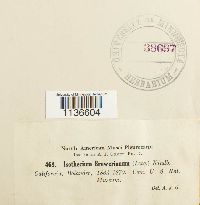 Pseudisothecium cristatum image