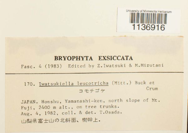 Iwatsukiella leucotricha image