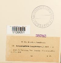 Lepidopilum bakeri image