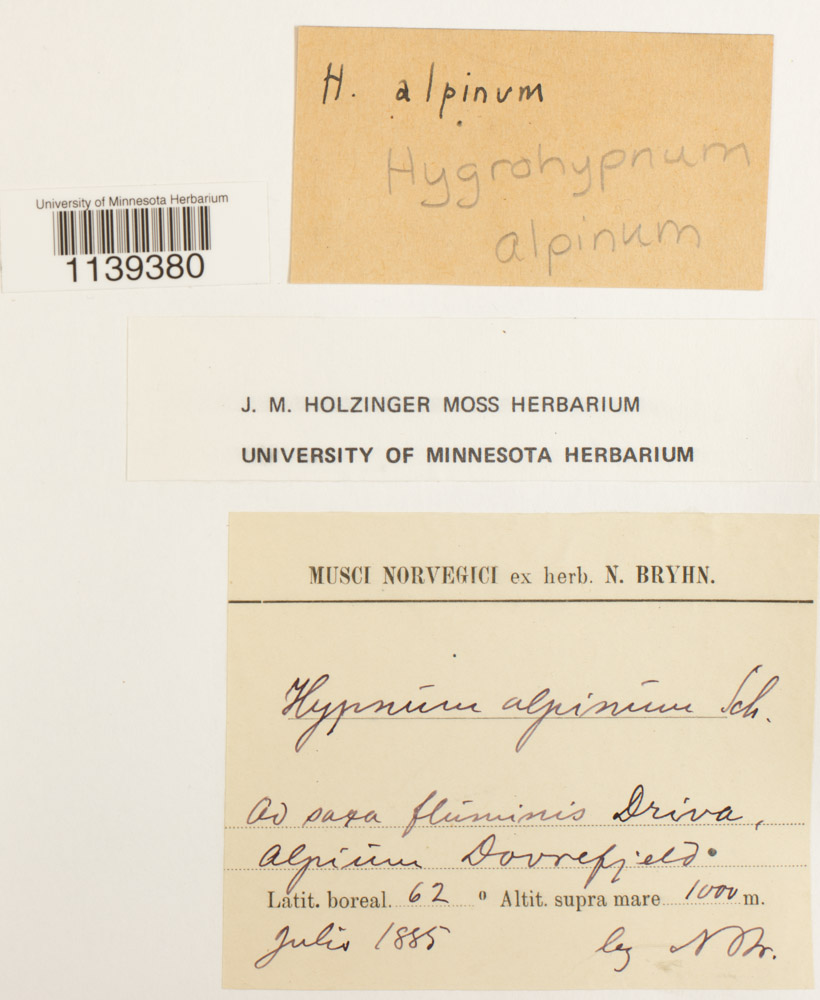 Hygrohypnum alpinum image