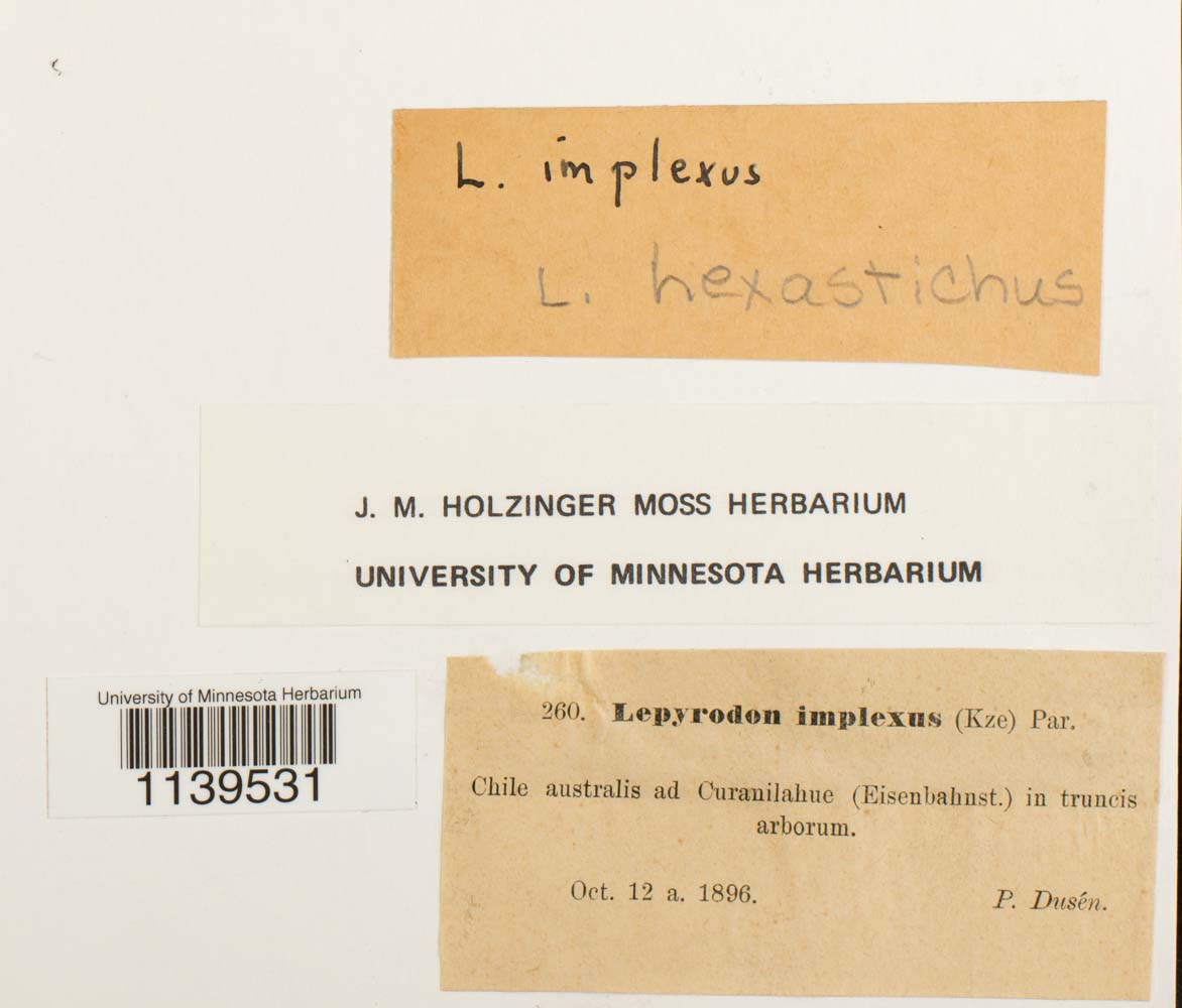 Lepyrodon hexastichus image