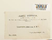 Leucobryum giganteum image
