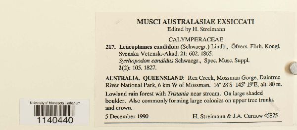 Leucophanes candidum image