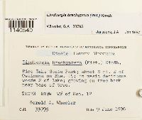 Lindbergia brachyptera image