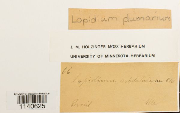 Lopidium plumarium image