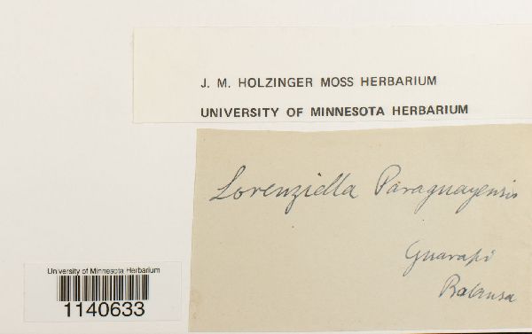 Lorentziella paraguensis image