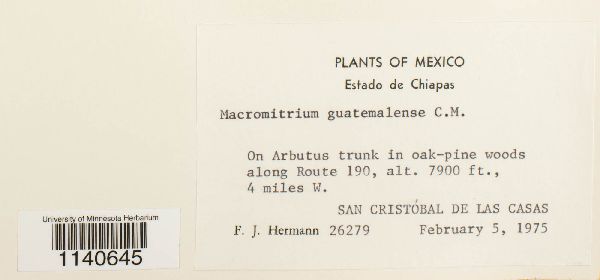 Macromitrium guatemalense image