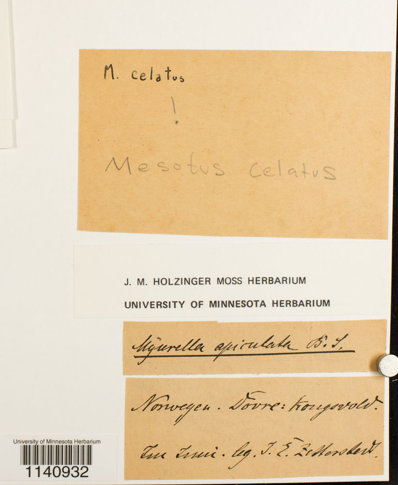 Mesotus celatus image