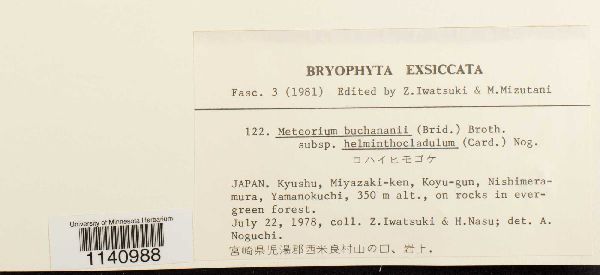 Meteorium buchananii subsp. helminthocladulum image