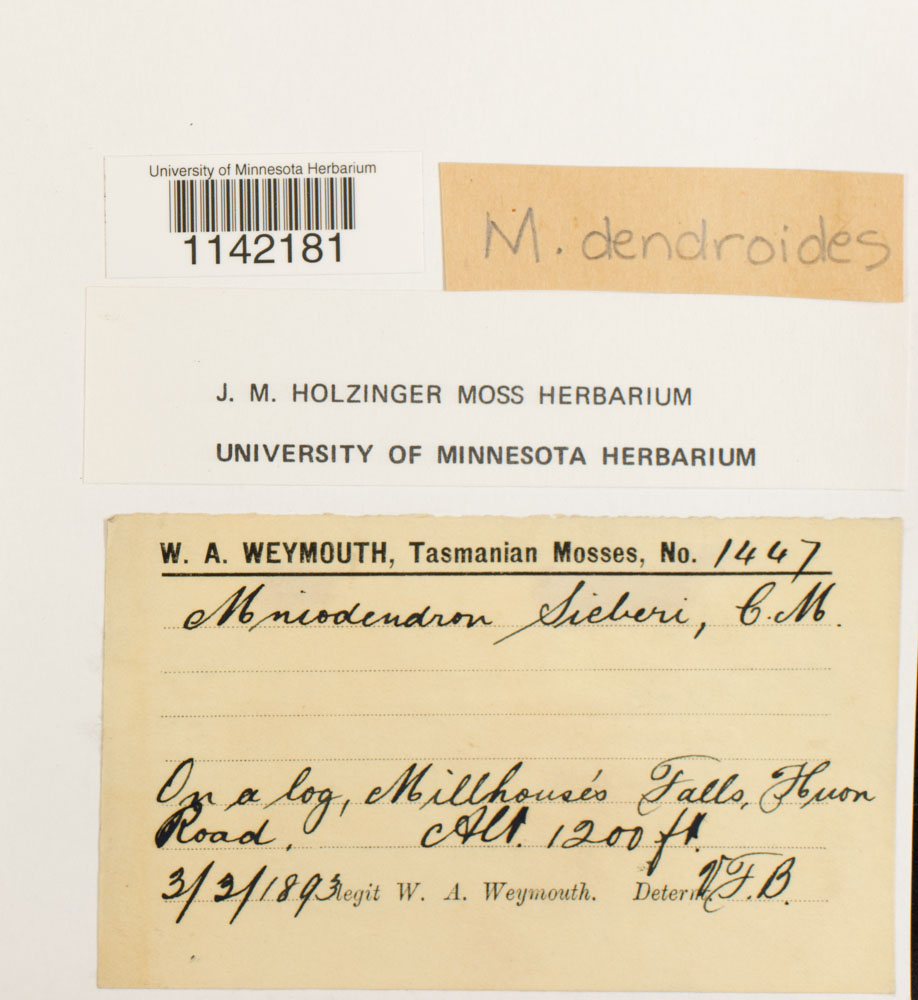 Mniodendron dendroides image