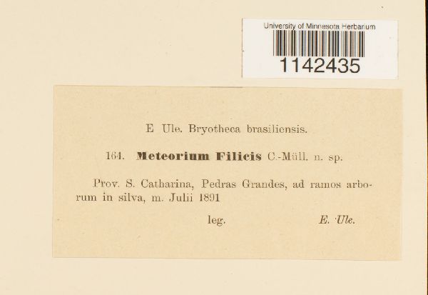 Meteoridium remotifolium image