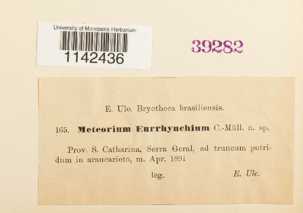 Meteorium eurhynchium image