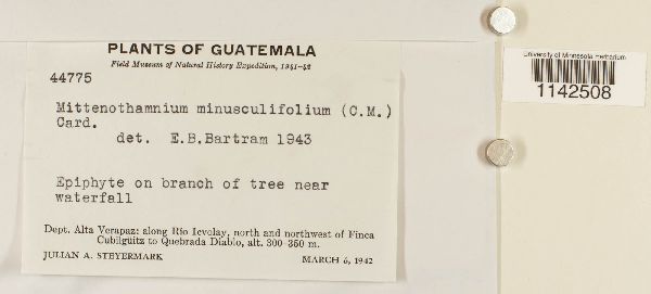 Mittenothamnium image