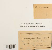 Plagiomnium japonicum image