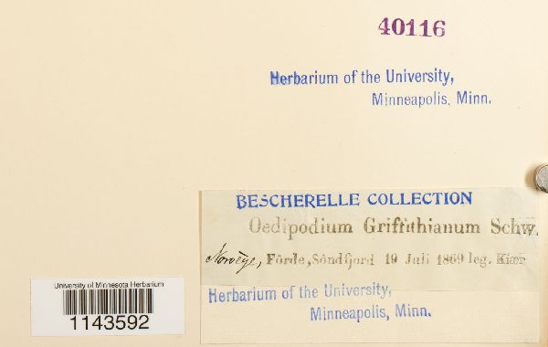 Oedipodium griffithianum image